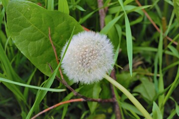 dandelion on green background