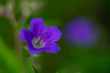 Cranesbills, Geranium Rozanne in bloom