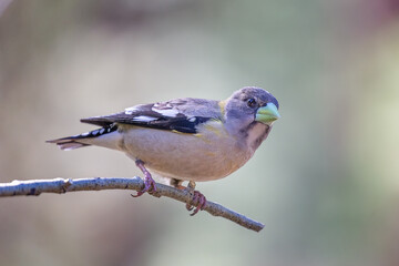 Female Evening Grosbeak