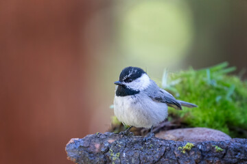 Mountain Chickadee
