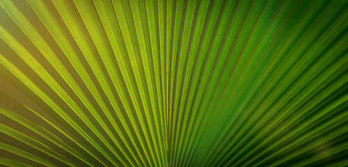 Lines and textures of Green Palm leaves, a lush green single palm leaf frond.