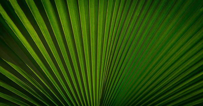 Lines and textures of Green Palm leaves, a lush green single palm leaf frond.