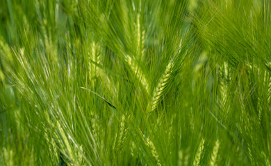Barley head sway in a summer breeze, ,Barley grain is used for flour, barley bread, barley beer, some whiskeys, some vodkas, and animal fodder