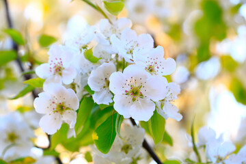 Blooming pear flowers in the garden