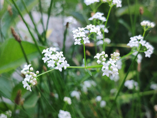 small white wildflowers in the forest