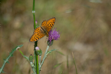 butterfly taking nectar from a plant