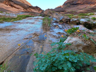 Plants and Flowers Growing on a Wet Red Cliff Face.