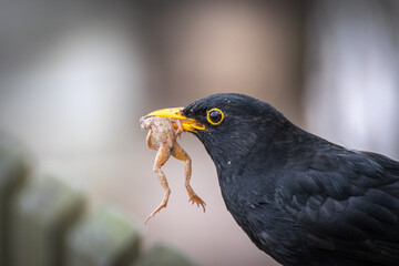 Black bird with a small frog in hes beak 