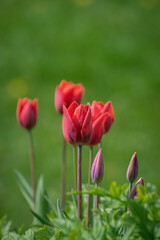 Radiant green spring background of a red colored tulips on bokeh background 