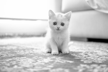 British Shorthair kitten of silver color
