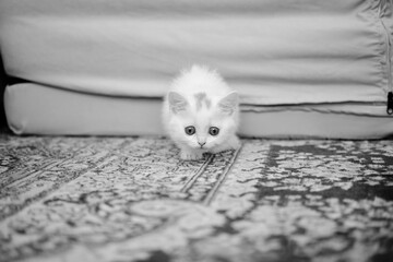 British Shorthair kitten of silver color