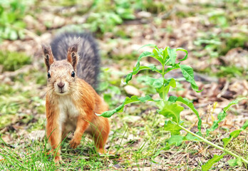Naklejka na ściany i meble Squirrel sitting on the ground of leaves in forest or public park.