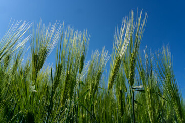 Barley head sway in a summer breeze, ,Barley grain is used for flour, barley bread, barley beer, some whiskeys, some vodkas, and animal fodder
