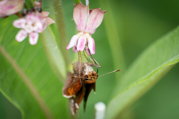 Front view of a female zabulon skippier feasts on the sweet nectar of amilkweed bloom.