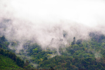 Mountainous forest landscape after the rain, clouds and fresh air, winter in Guatemala, land of forests, source of oxygen and pure water.
