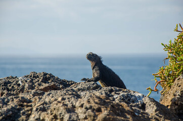 Marine Iguana, South Plaza Islet - Galapagos Islands