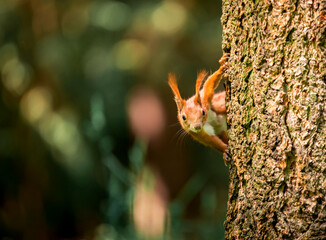 Wiewiórka wygląda zza pnia drzewa - obrazy, fototapety, plakaty