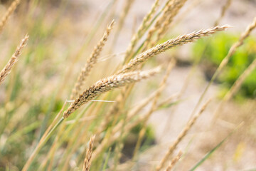 Fototapeta premium close up of wheat