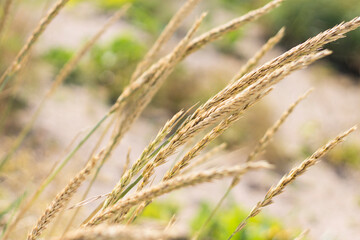 close up of wheat ears