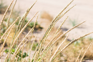 Fototapeta premium close up of grass