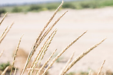 Fototapeta premium grass in the wind