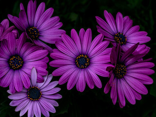 Obraz premium Purple flowers on a dark background