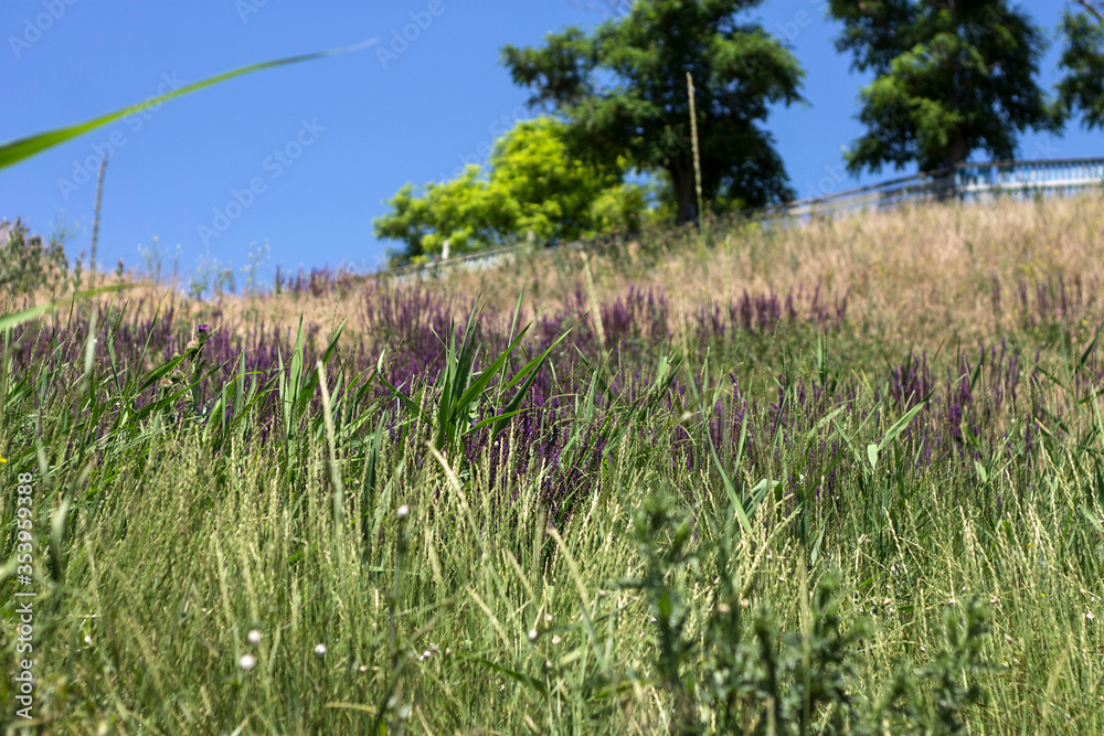 Wall mural field of lavender