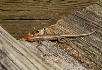 Blue Tailed Skink