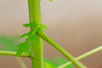 The branches of a small papaya tree are sprouting from the original tree.