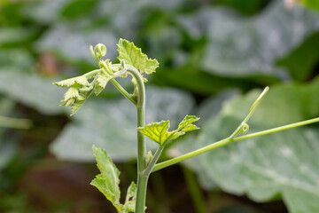 The green shoots of the pumpkin tree are taken close from the side.