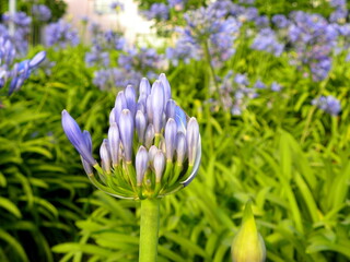 Large lilac umbrella-shaped inflorescences of Agapanthus. The unopened bud of Agapanthus, or Lily of the Nile.