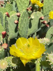 prickly pear cactus
