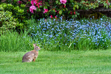 Portrait of a native bunny on a backyard lawn
