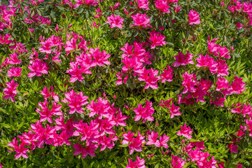 Obraz na płótnie Canvas 濃いピンクのツツジの花と緑の葉