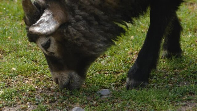 Close up of  black sheep head grassing