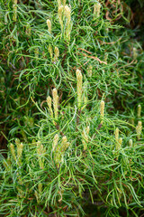 Closeup of the curly pine needles of an Eastern White Pine as a nature background
