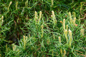 Closeup of the curly pine needles of an Eastern White Pine as a nature background
