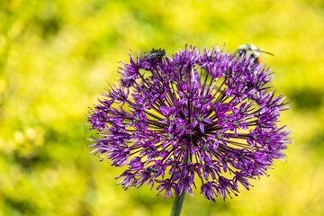 Purple ornamental onion bloom with a bee and fly pollinating it, against a yellow background
