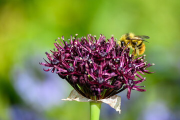 Purple ornamental onion bloom with a bee pollinating it, against a green and blue background
