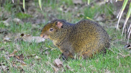 prairie dog eating grass