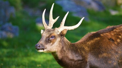 Obraz premium deer in the woods