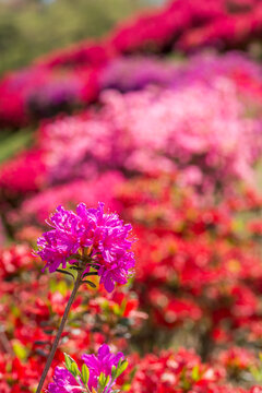 4 926 Best 赤紫 Images Stock Photos Vectors Adobe Stock