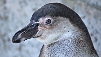 close up of a penguin
