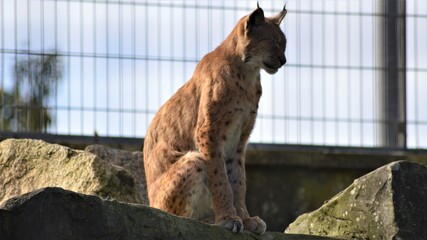 cat in the zoo