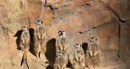meerkats photo