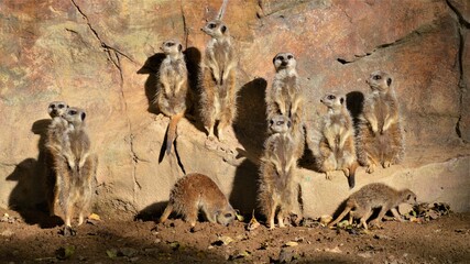 meerkats group