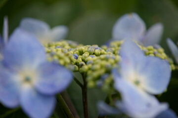 Obraz premium Hydrangea in the park began to bloom