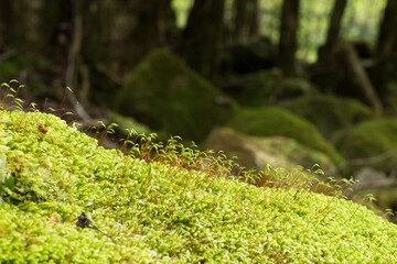 沢山の緑の苔の胞子体