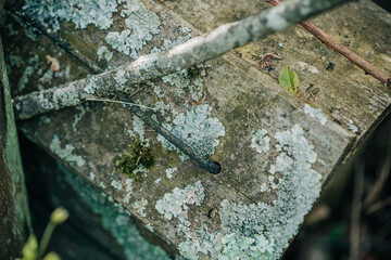 lichen on wood