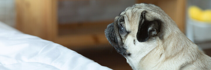 Close-up face of Cute pug puppy dog sleeping. It is hoped the boss will come back soon
